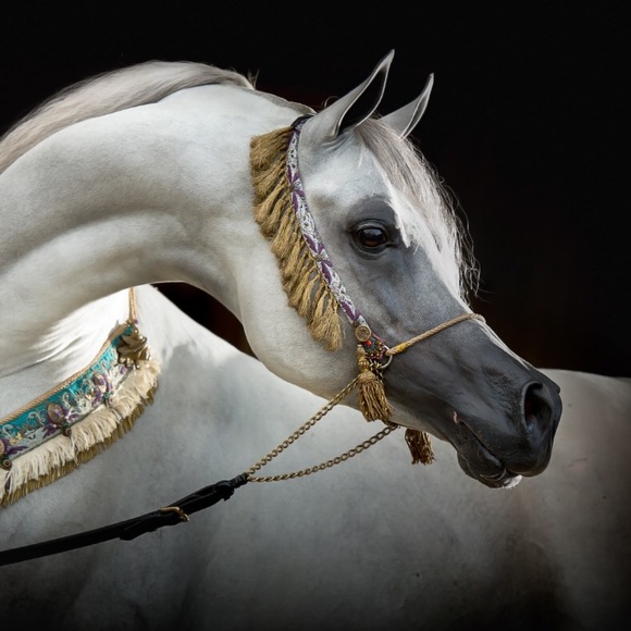 Meet your Posher - Picture 1 of 1